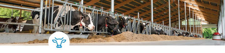einstiegsbanner trockensteher artikel rind einstiegsbanner trockensteher artikel rind